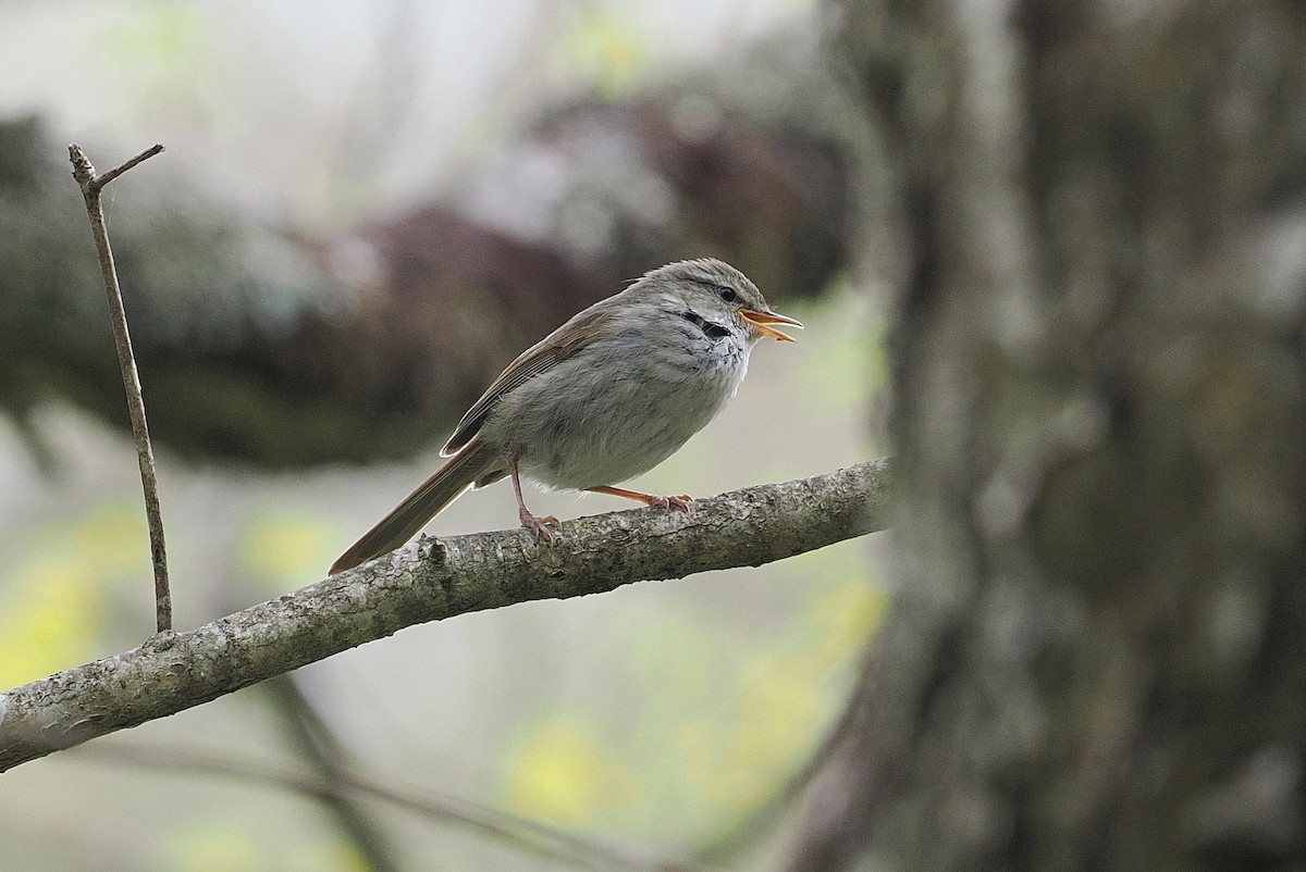 Japanese Bush Warbler - ML637083591