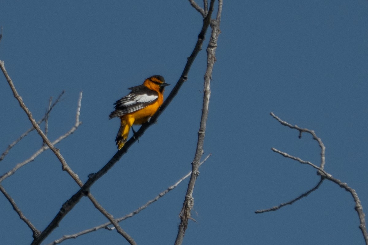 Bullock's Oriole - ML637083594