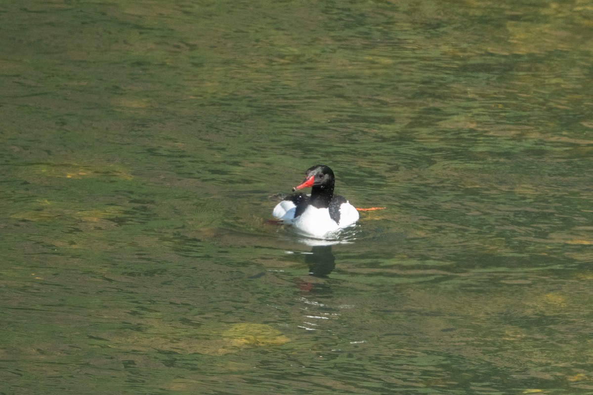 Common Merganser - ML637083648