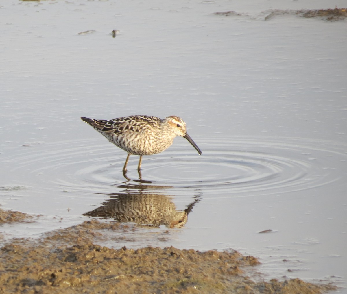 Bindenstrandläufer - ML637083652
