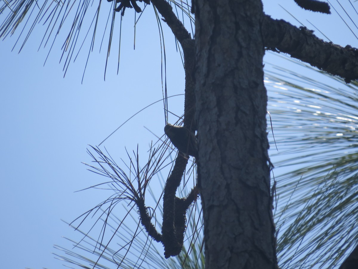 Brown-headed Nuthatch - ML637083731