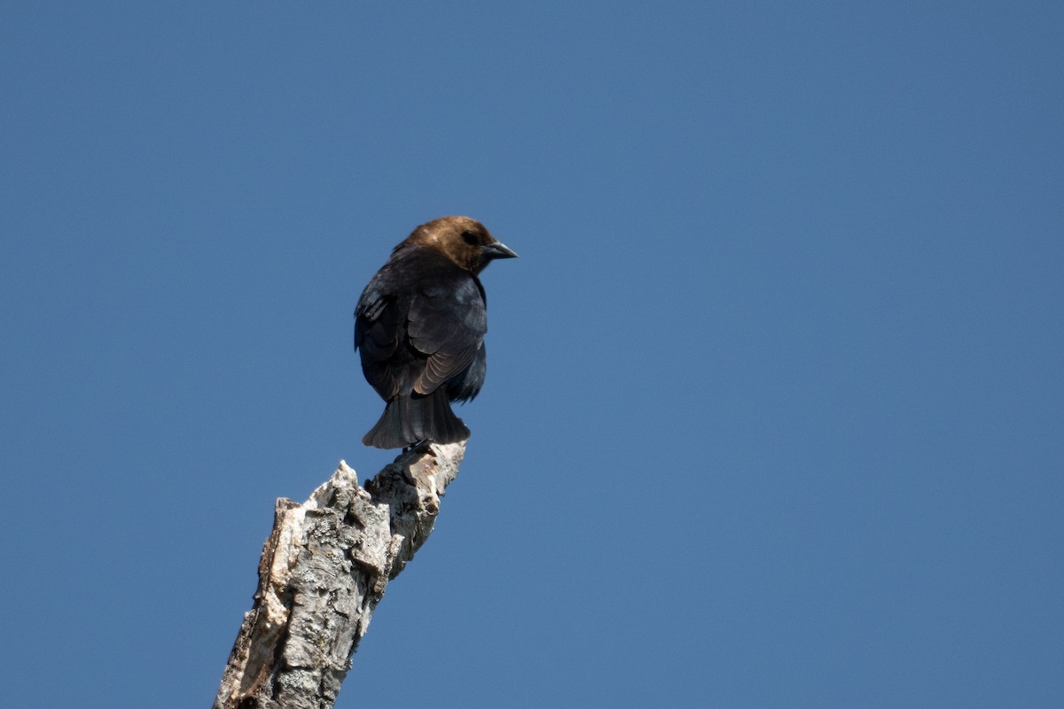 Brown-headed Cowbird - ML637083756