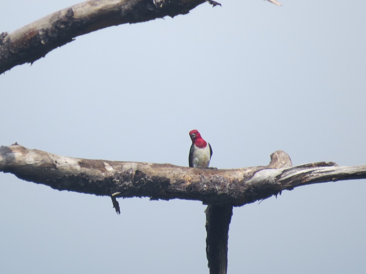 Red-headed Woodpecker - ML637083786