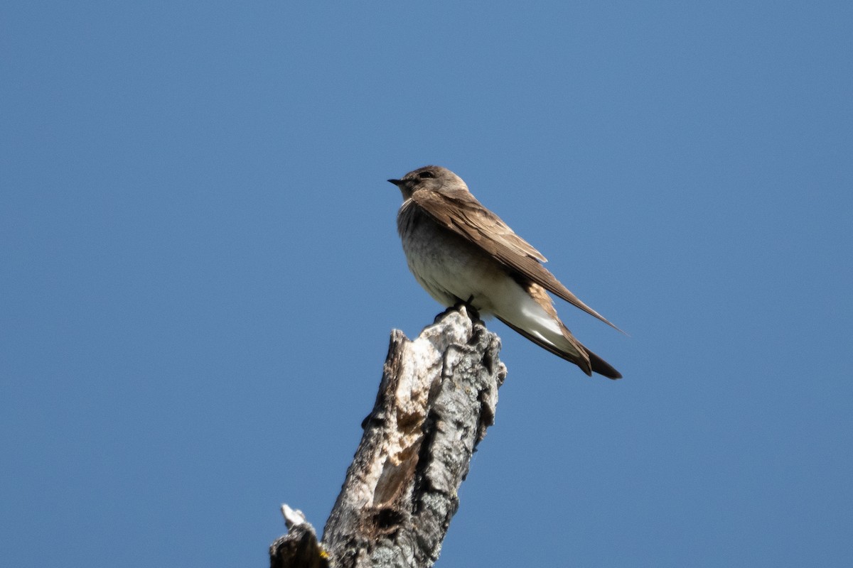 Northern Rough-winged Swallow - ML637083788