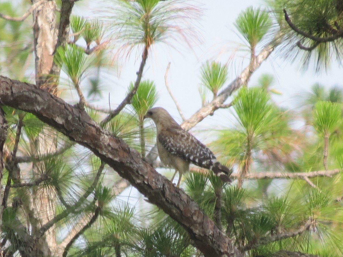 Red-shouldered Hawk - ML637083789