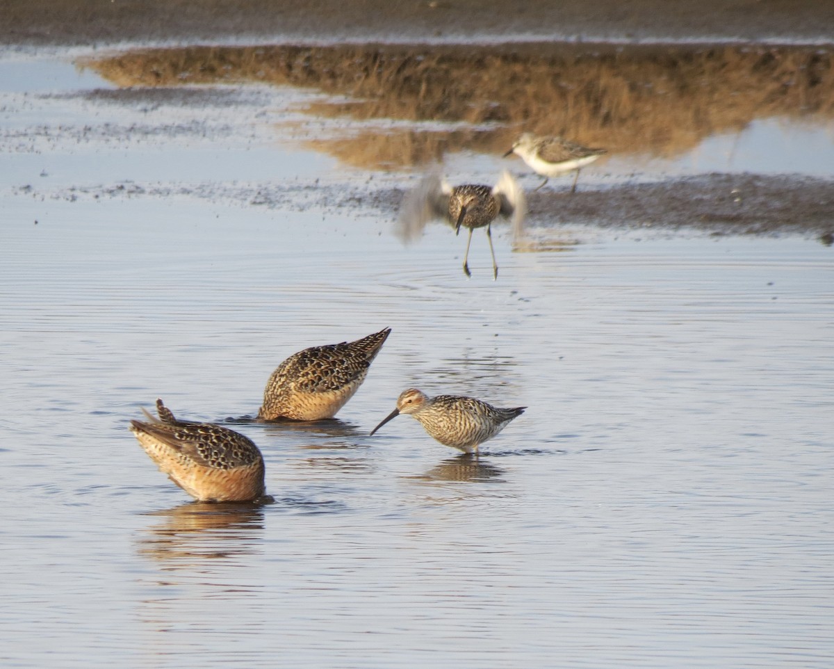 Bindenstrandläufer - ML637083792