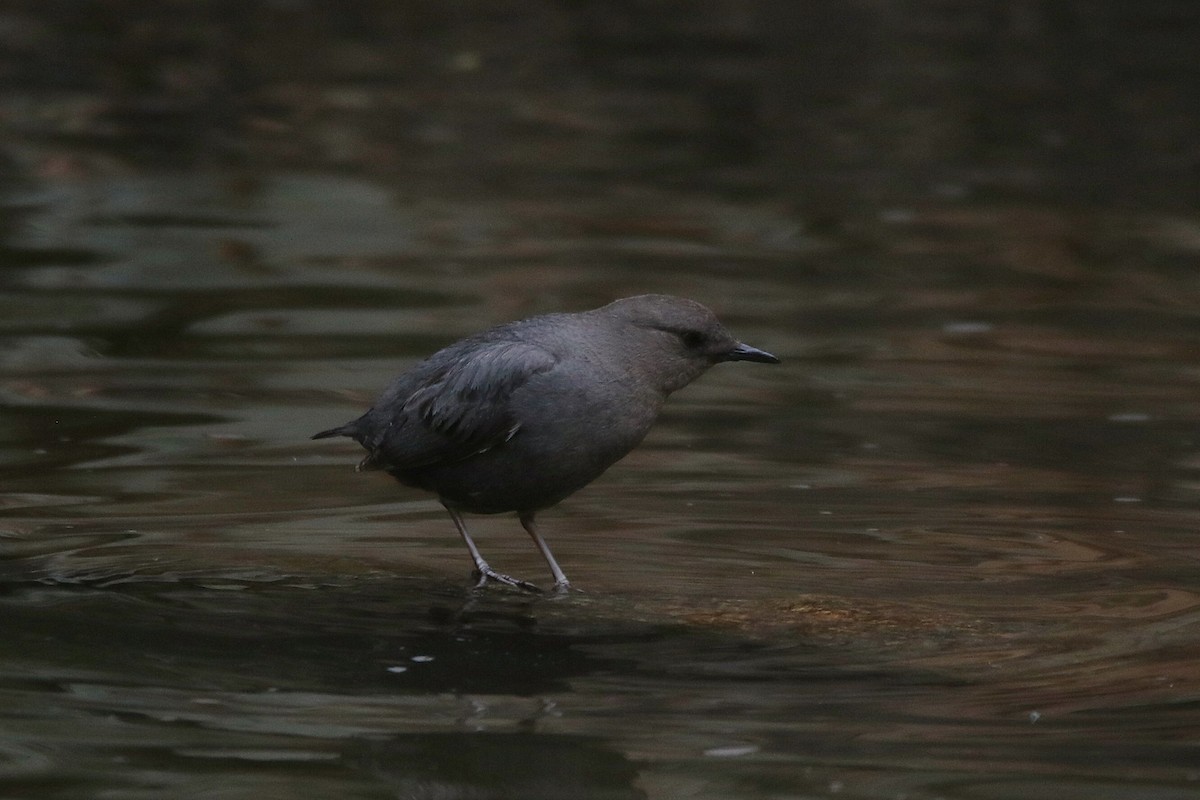 American Dipper - ML637083814