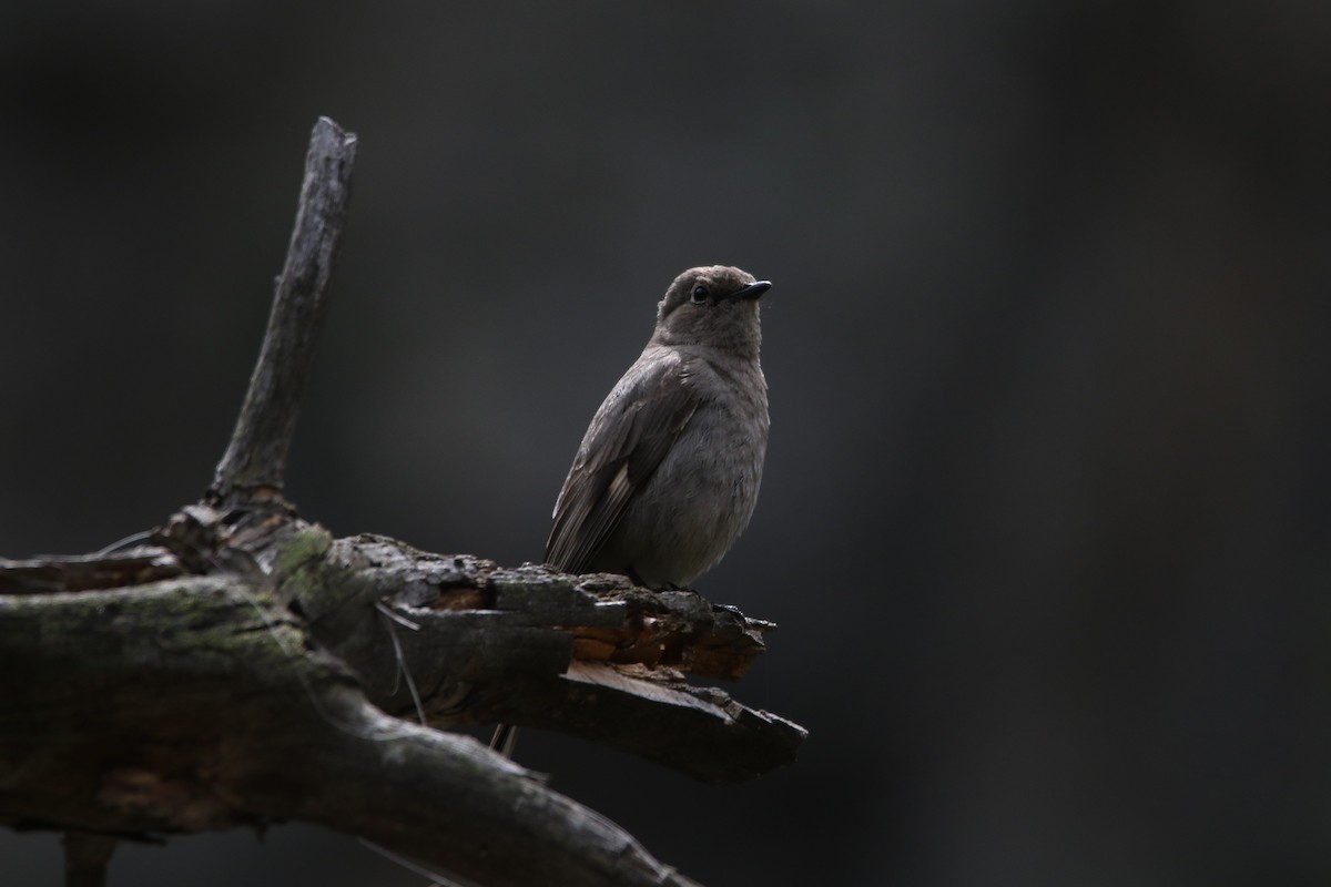 Townsend's Solitaire - ML637083821