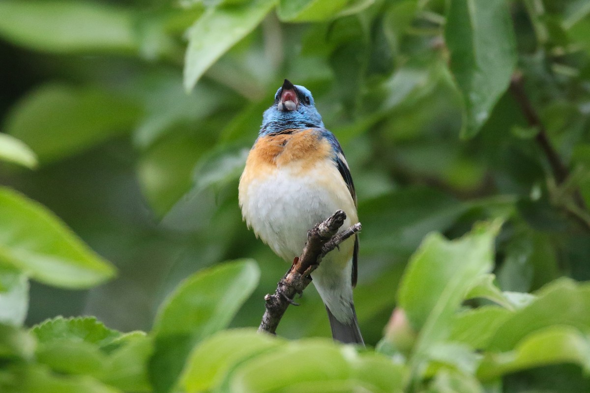 Lazuli Bunting - ML637083843