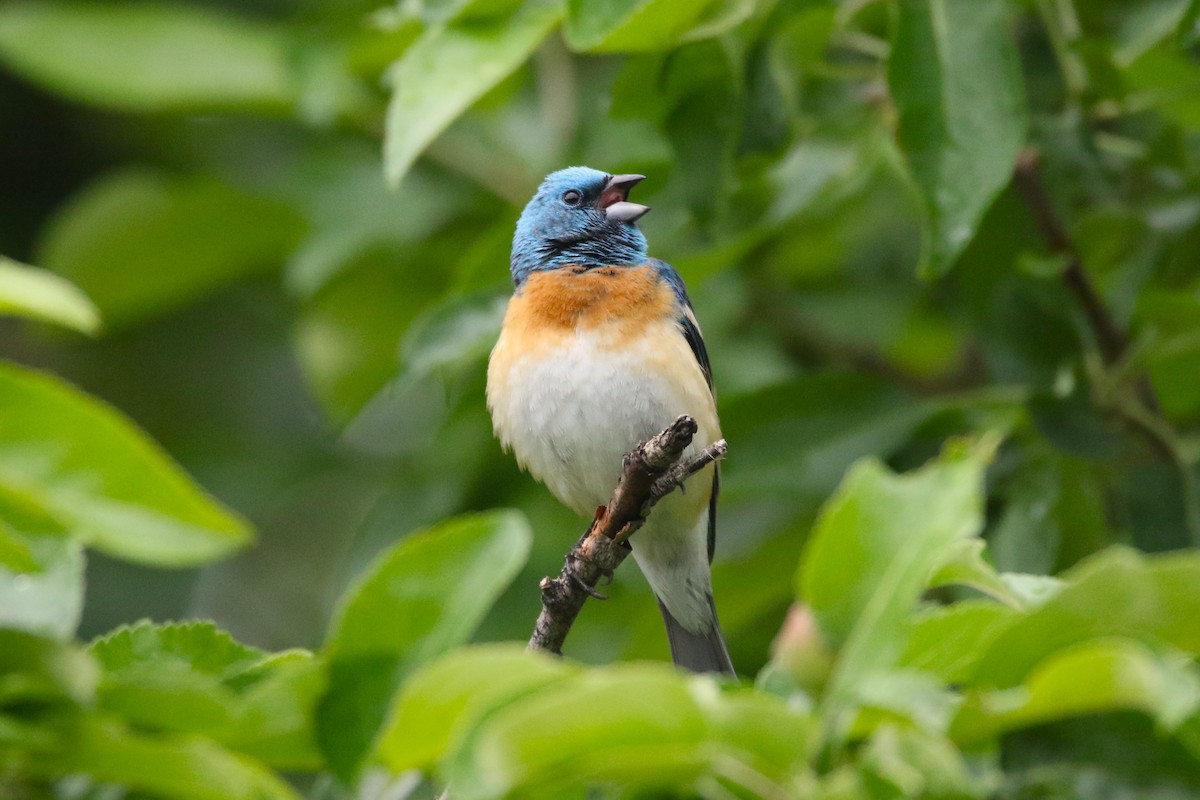 Lazuli Bunting - ML637083844