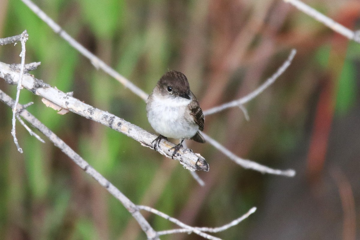 Eastern Phoebe - ML637083886