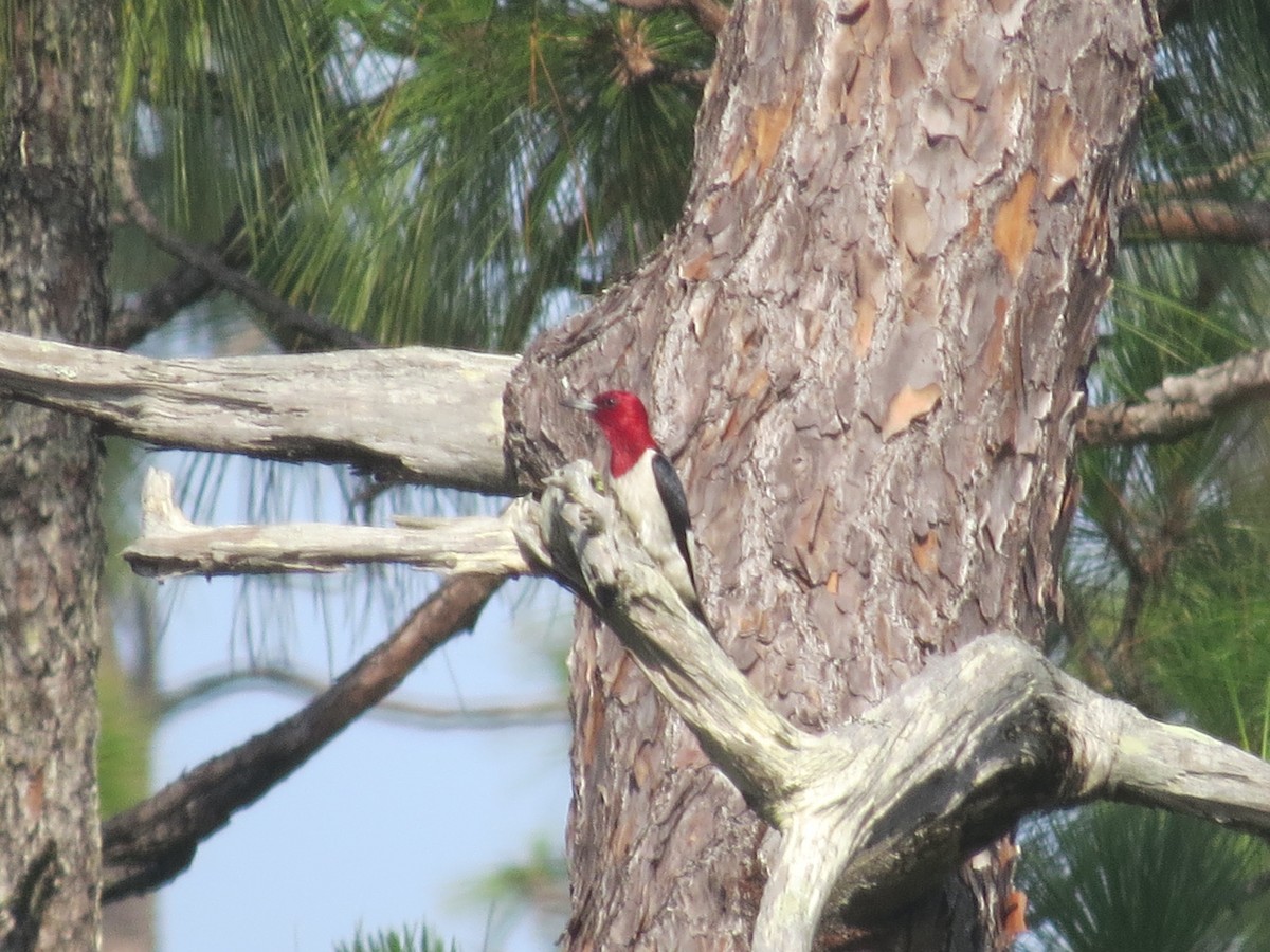 Red-headed Woodpecker - ML637083894