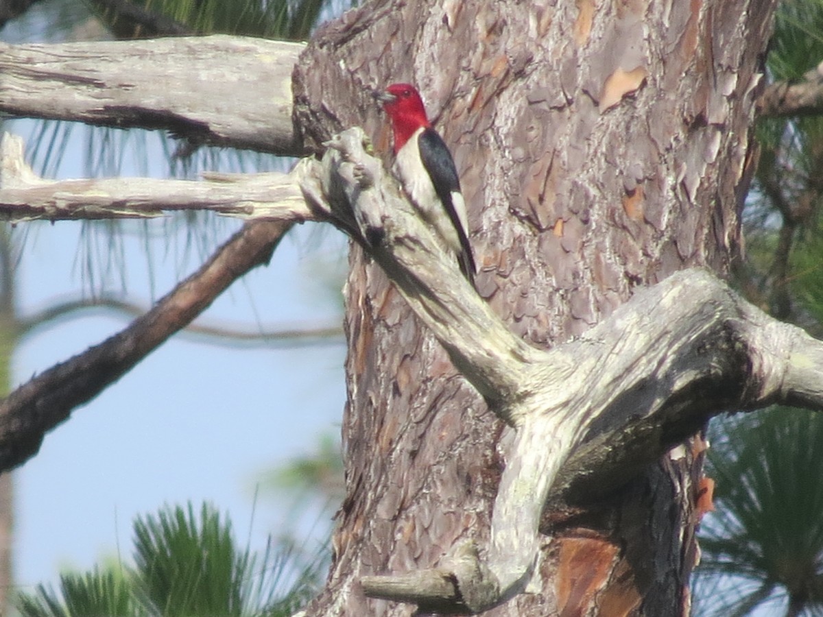 Red-headed Woodpecker - ML637083899