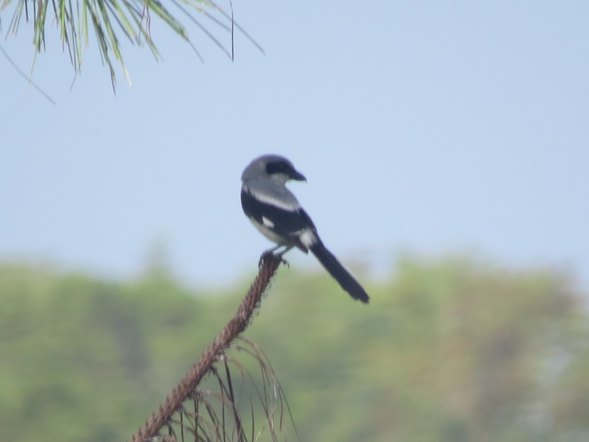 Loggerhead Shrike - ML637083913