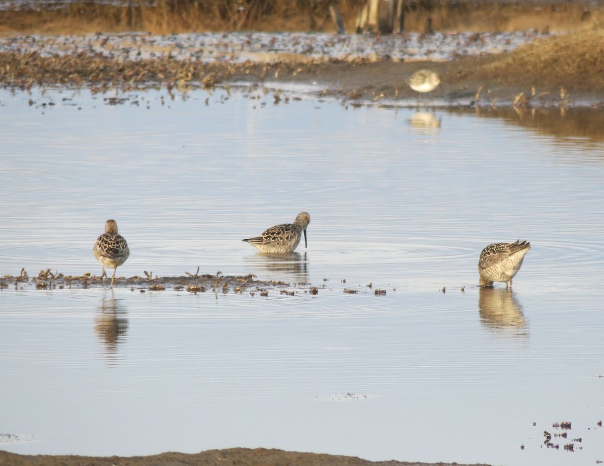 Bindenstrandläufer - ML637083939