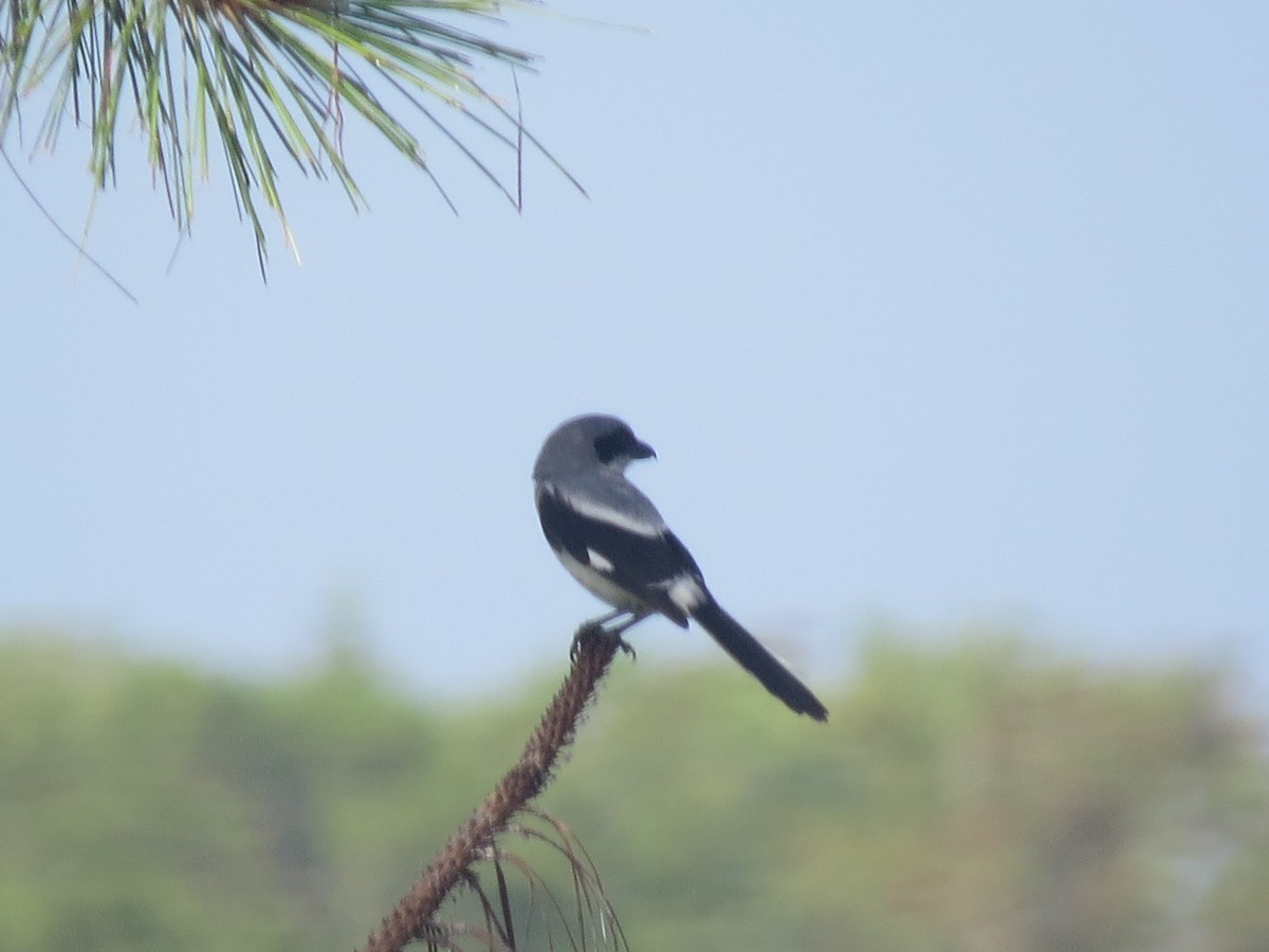 Loggerhead Shrike - ML637083946