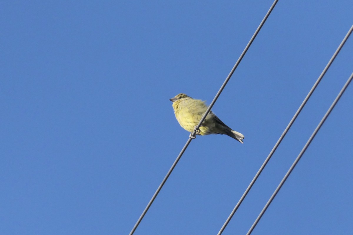 Greenish Yellow-Finch - ML637083978