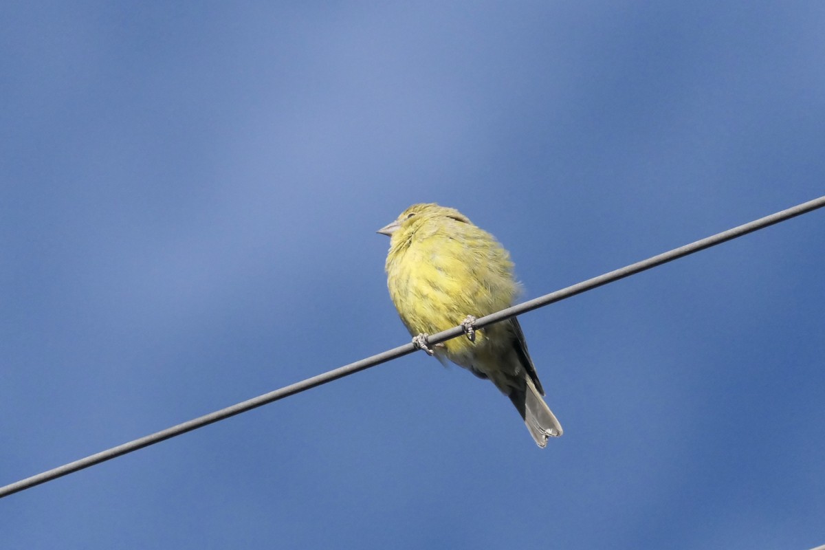 Greenish Yellow-Finch - ML637083979