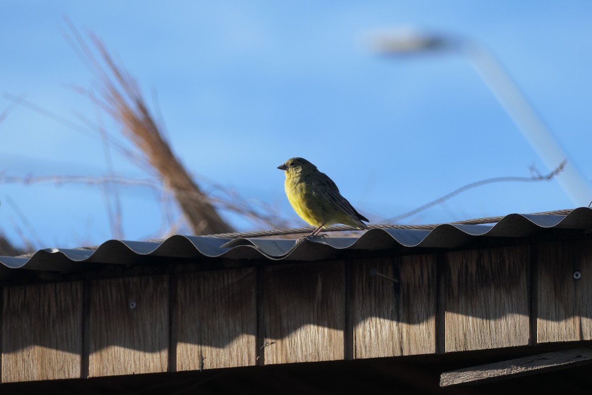 Greenish Yellow-Finch - ML637083980