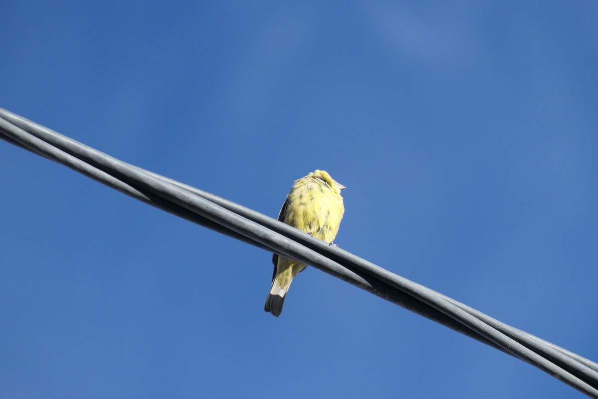 Greenish Yellow-Finch - ML637083981
