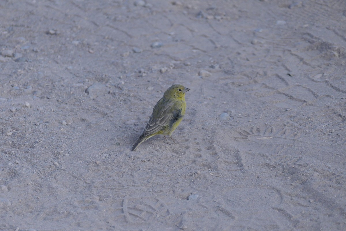 Greenish Yellow-Finch - ML637083983