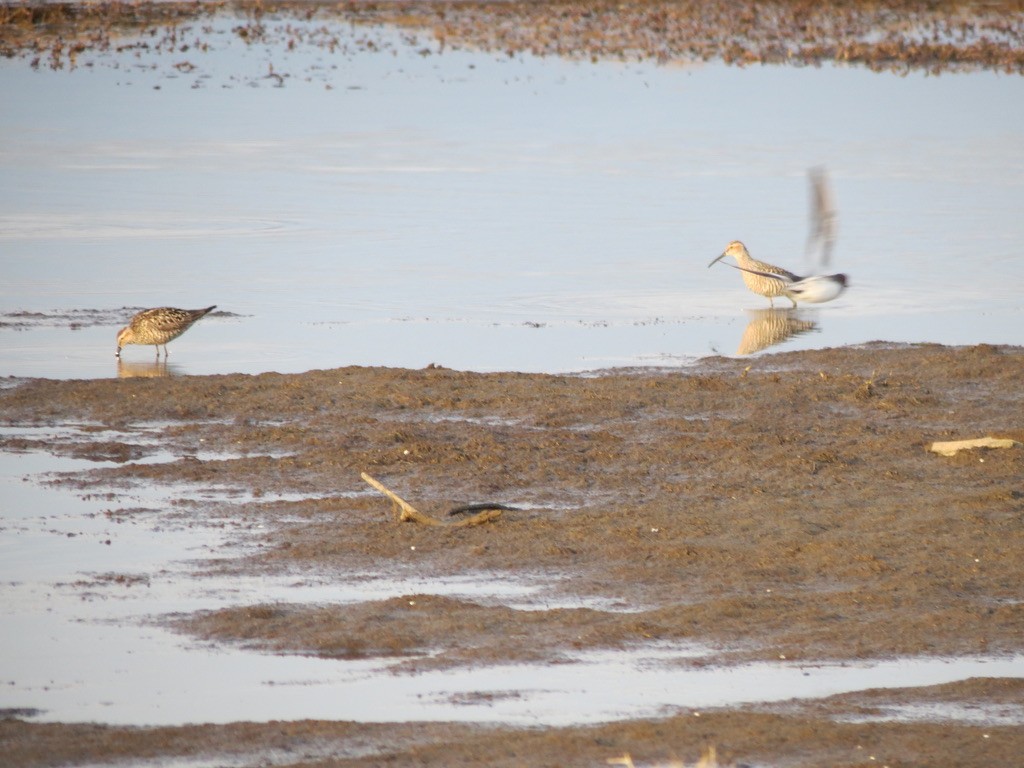 Bindenstrandläufer - ML637084016