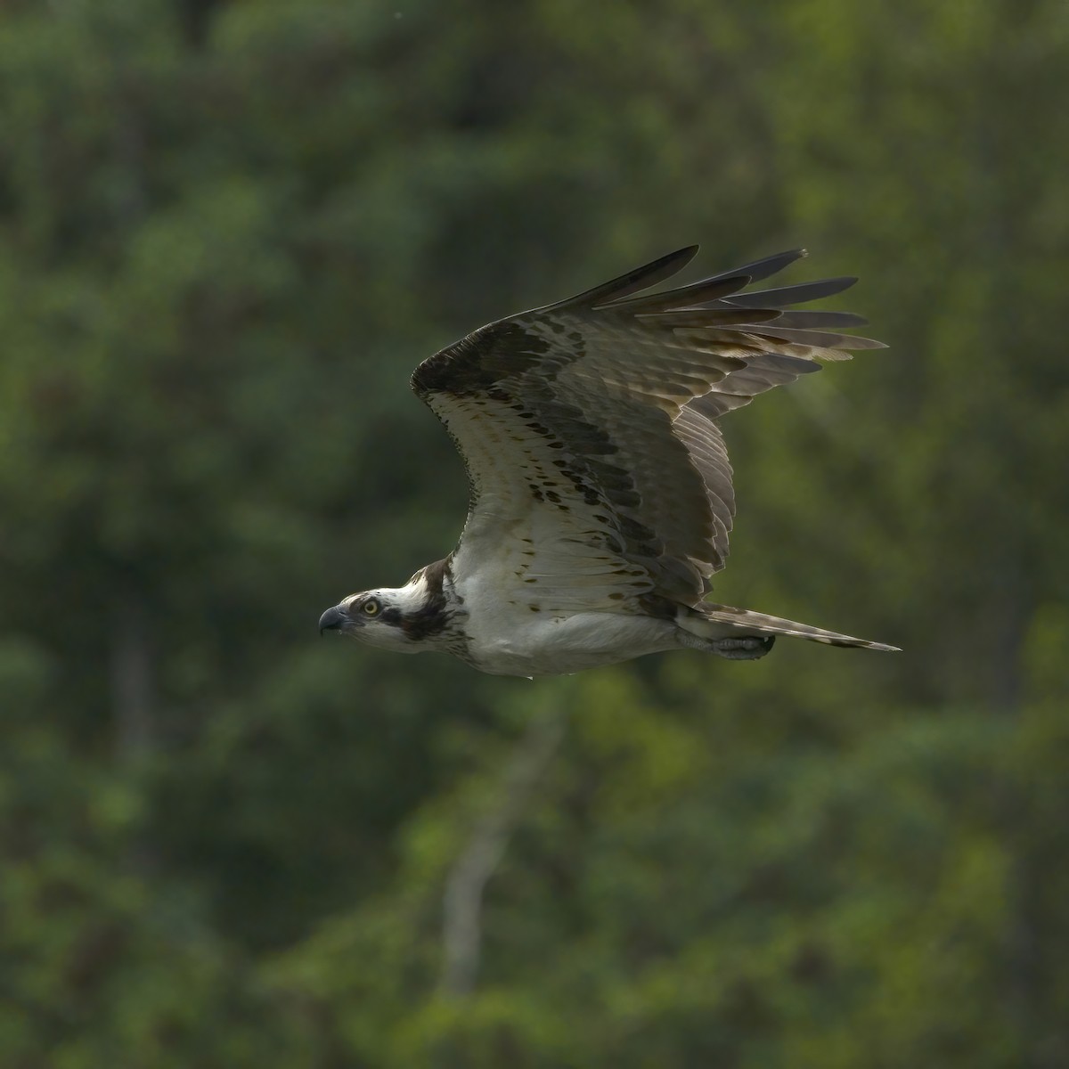 魚鷹 - ML637084019