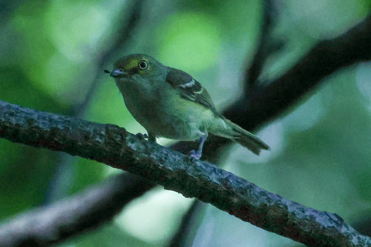 White-eyed Vireo - ML637084027