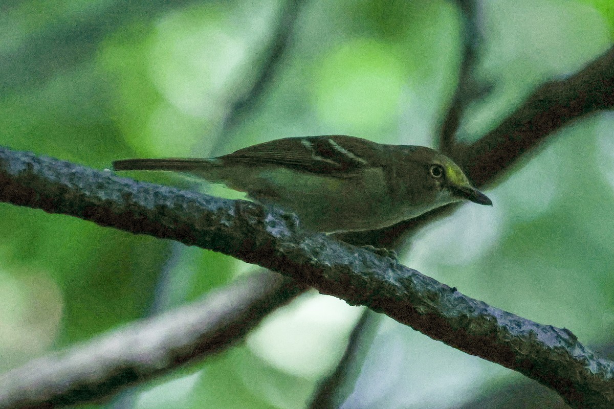 White-eyed Vireo - ML637084028