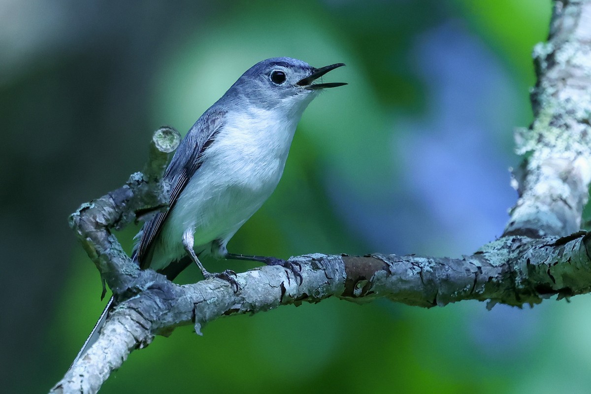 Blue-gray Gnatcatcher - ML637084036