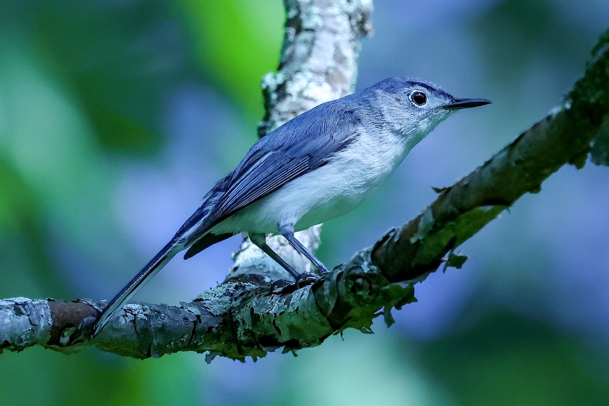 Blue-gray Gnatcatcher - ML637084037