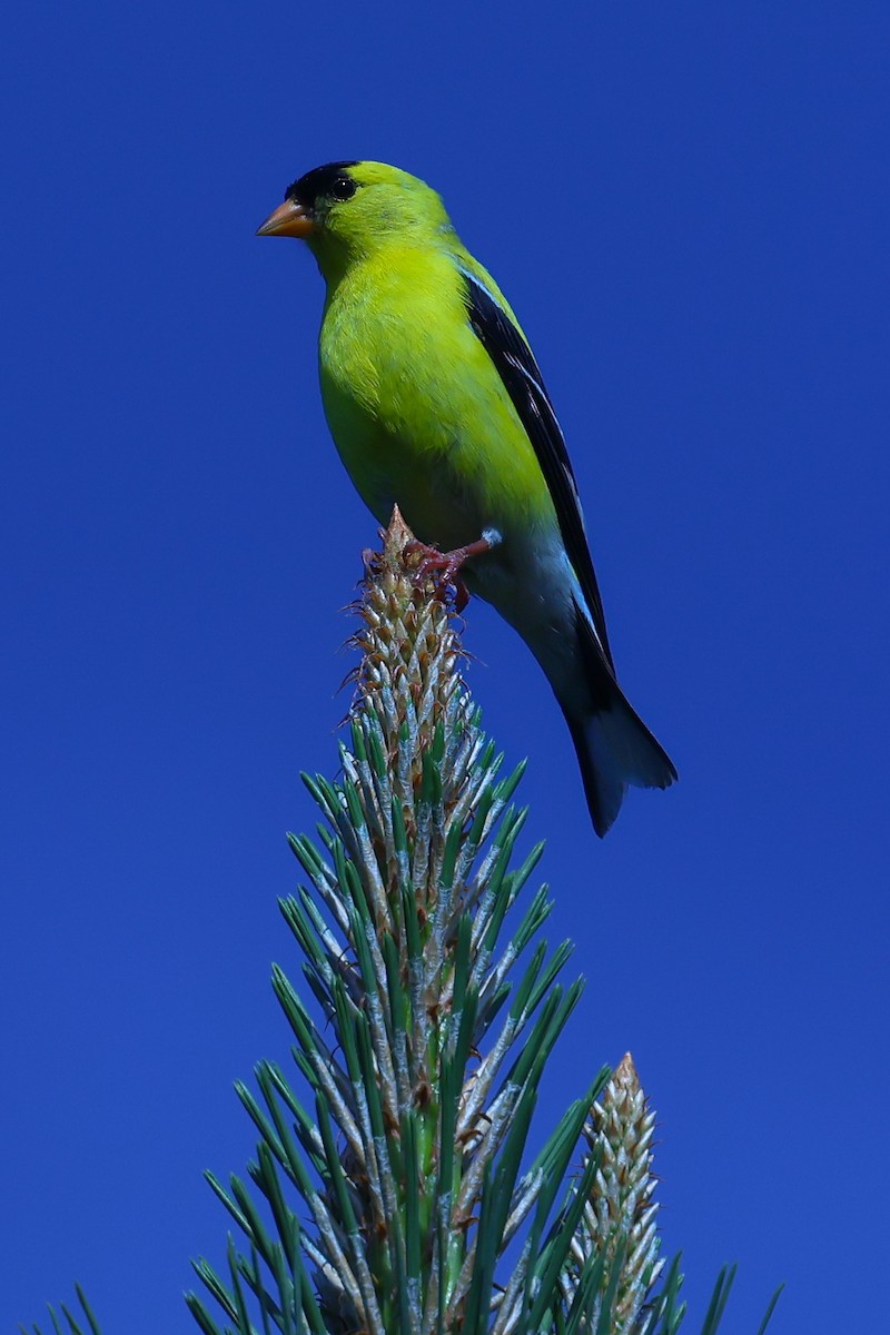 American Goldfinch - ML637084046