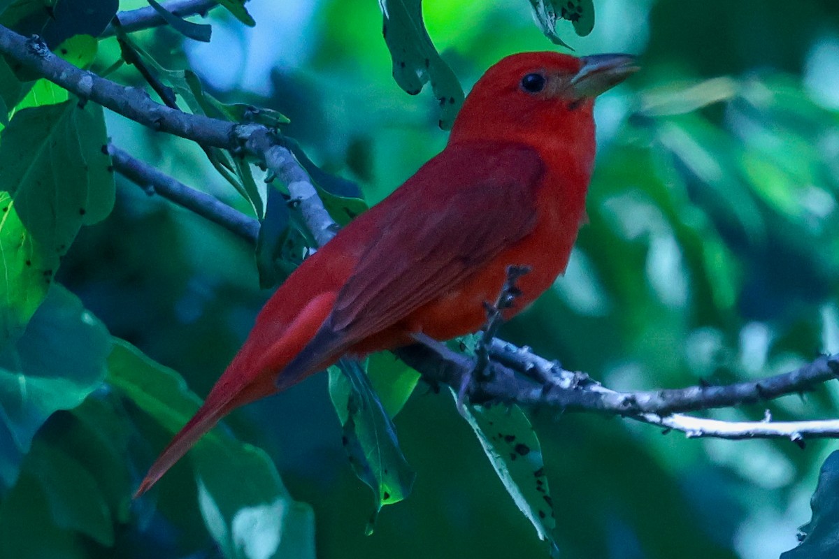 Summer Tanager - ML637084063