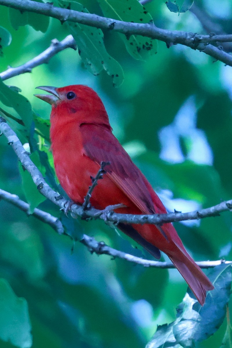 Summer Tanager - ML637084064