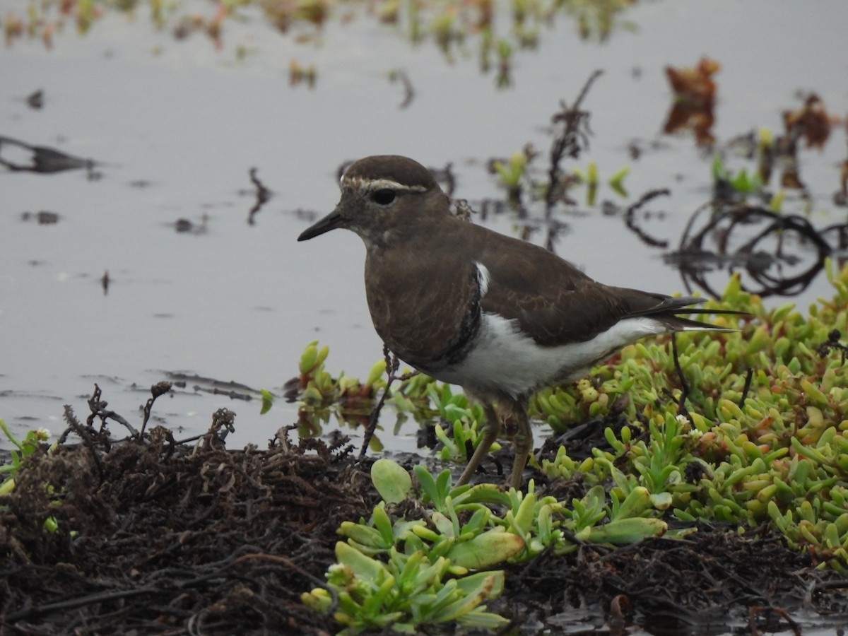 Rufous-chested Dotterel - ML637084080