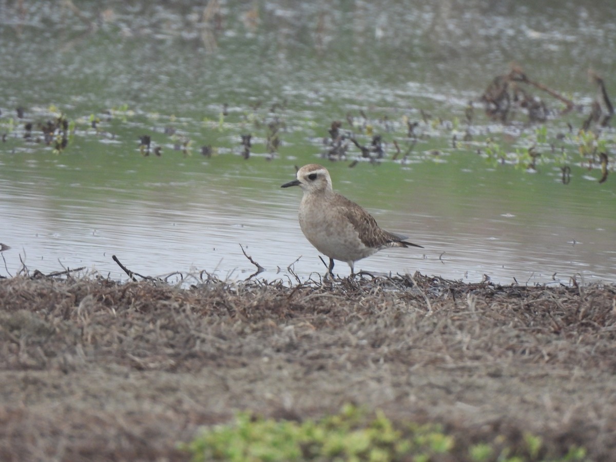 American Golden-Plover - ML637084093