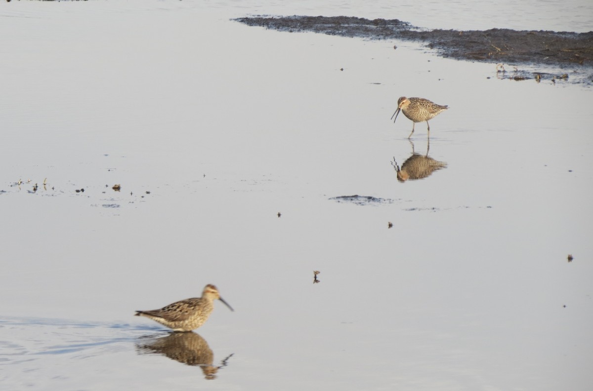 Bindenstrandläufer - ML637084094