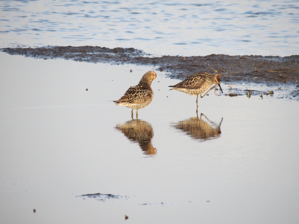 Bindenstrandläufer - ML637084126
