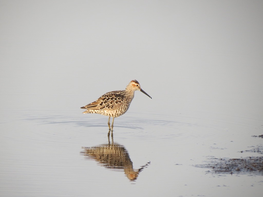 Bindenstrandläufer - ML637084136
