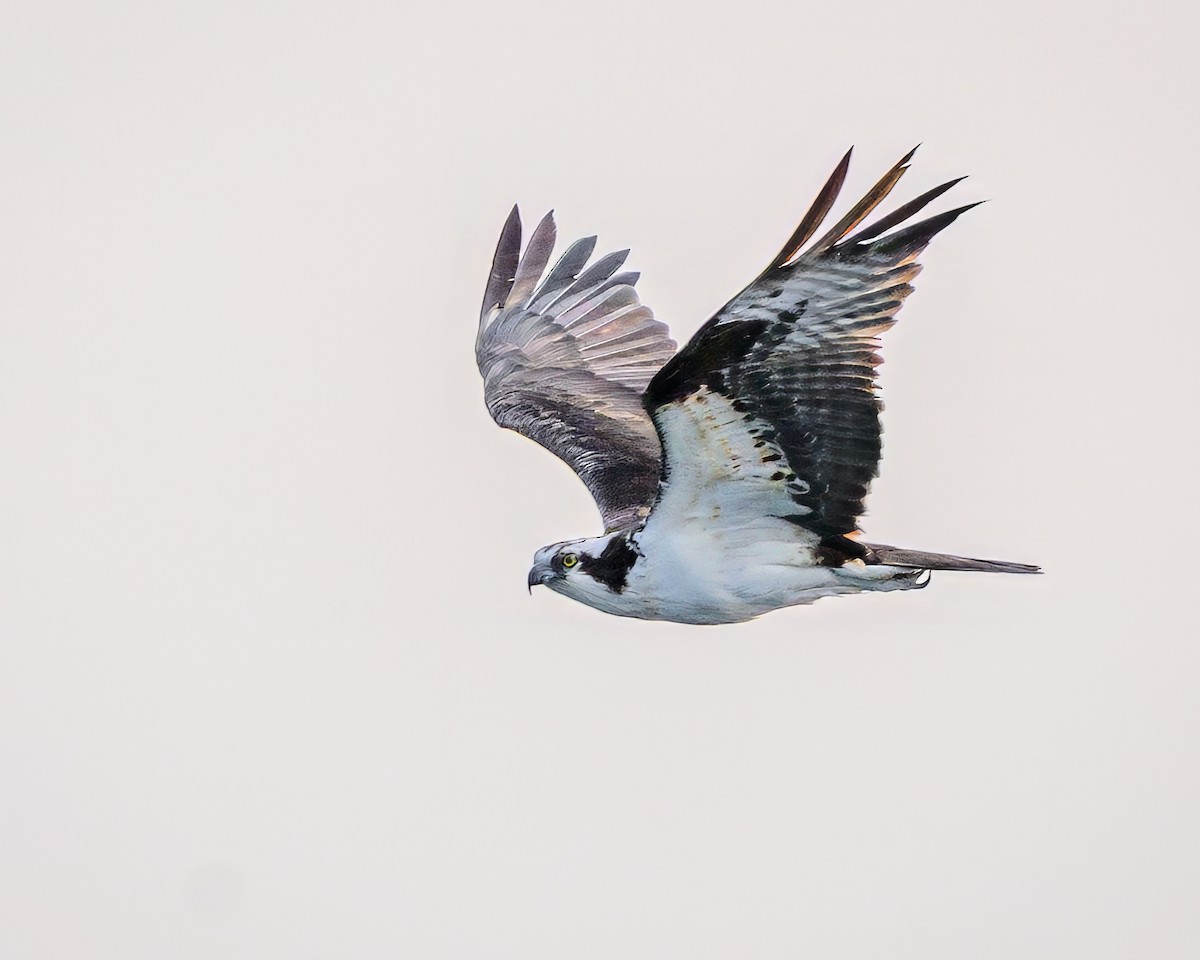 Osprey - ML637084193