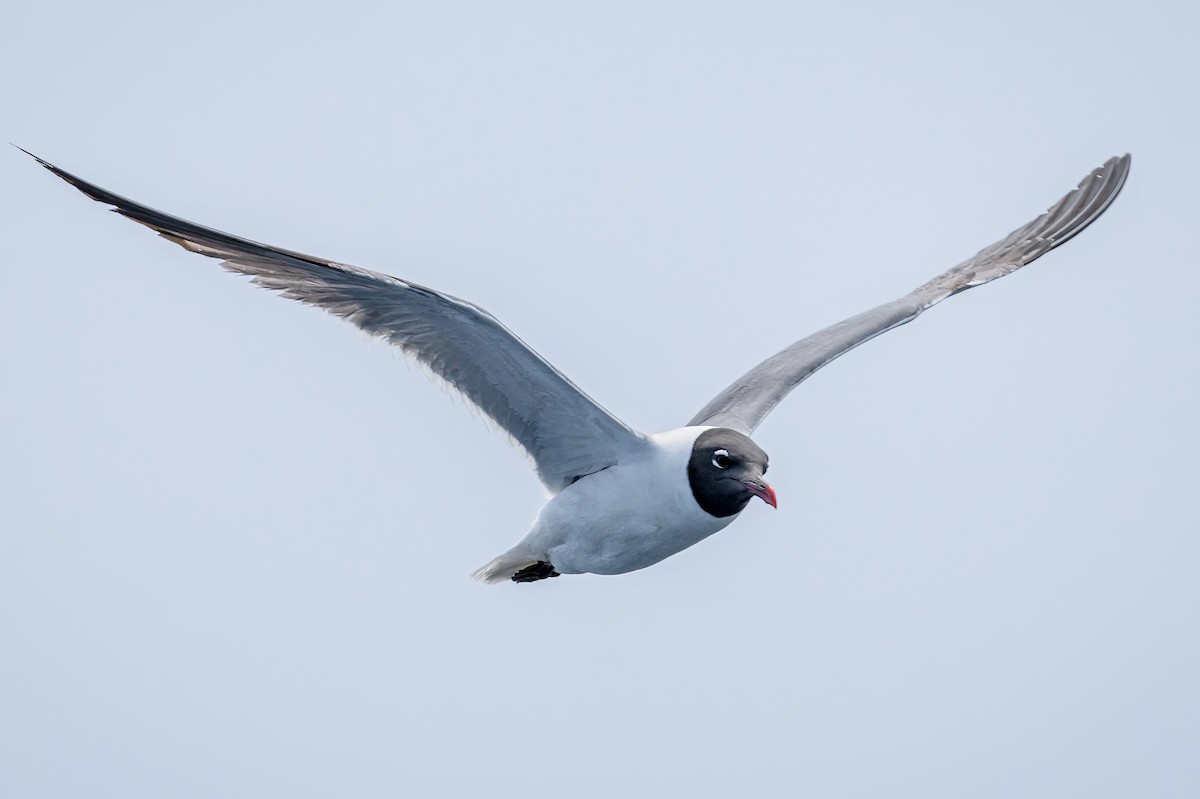 Laughing Gull - ML637084260