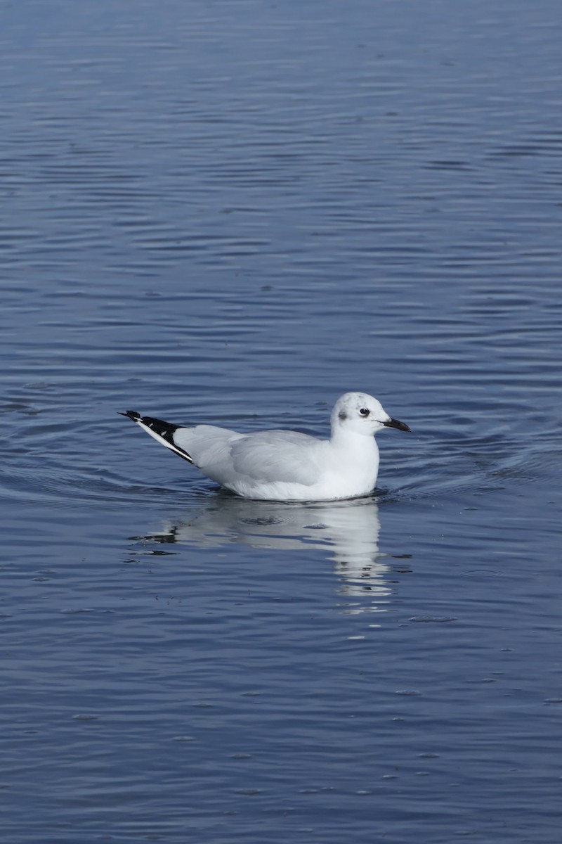 racek andský - ML637084331
