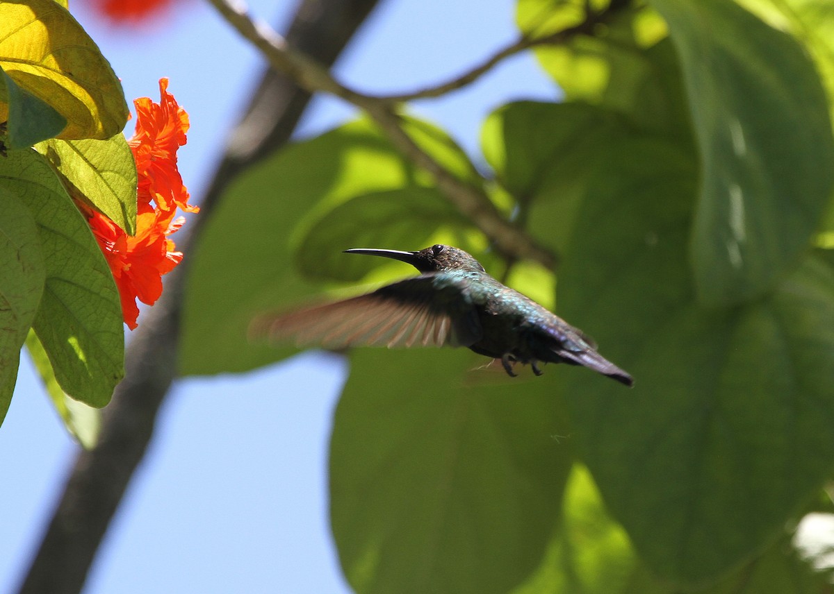 Green-throated Carib - ML637084375