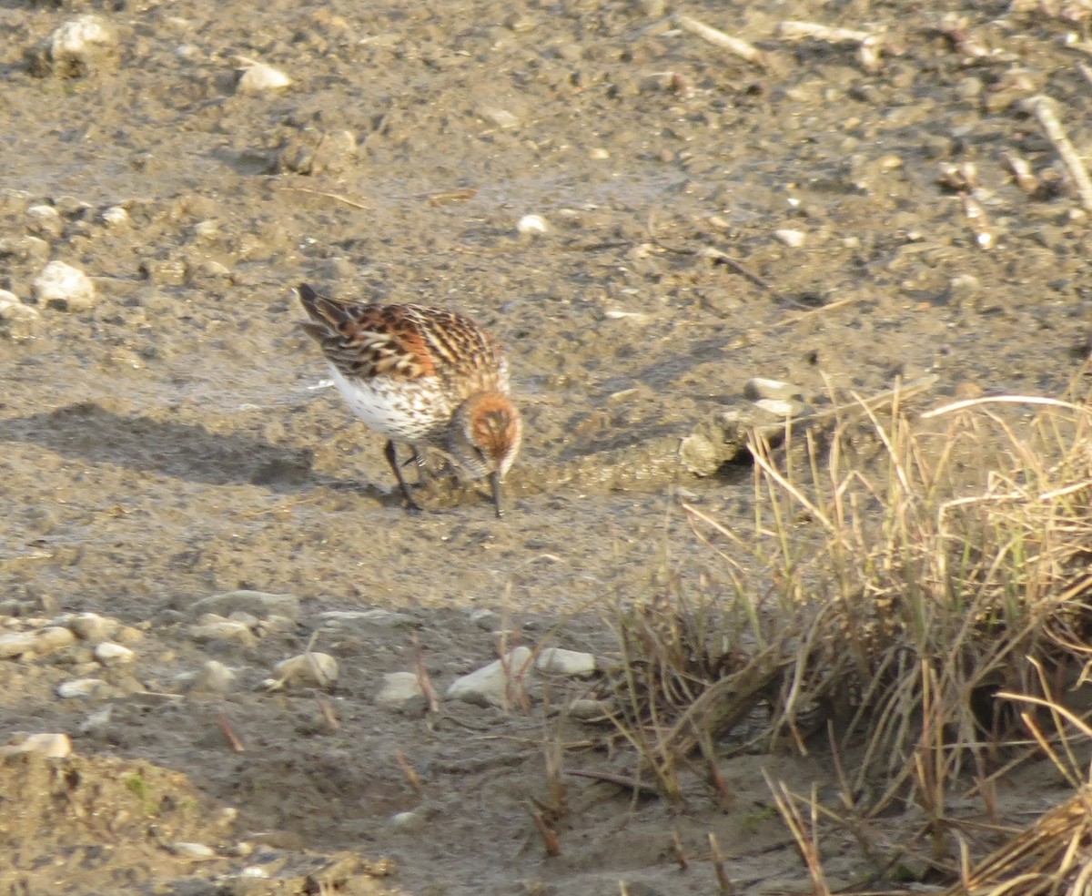 Bergstrandläufer - ML637084445
