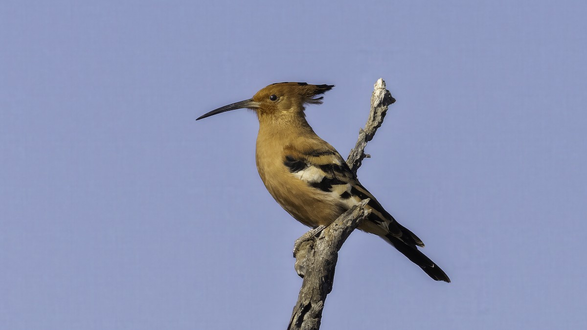 Eurasian Hoopoe (African) - ML637084486
