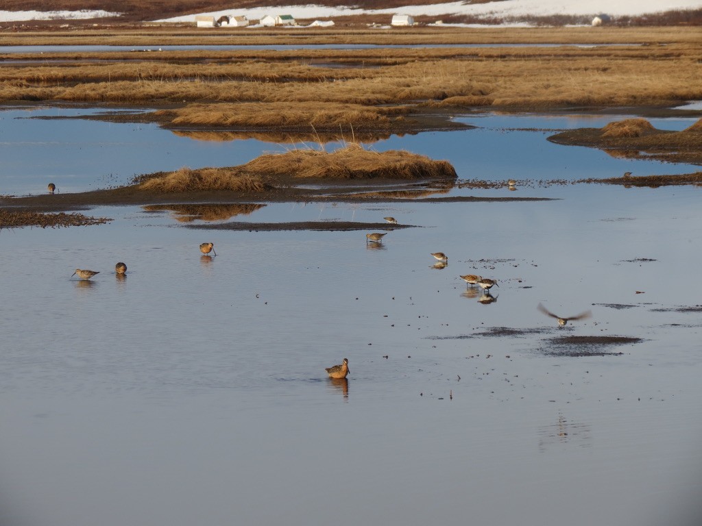 Bindenstrandläufer - ML637084504