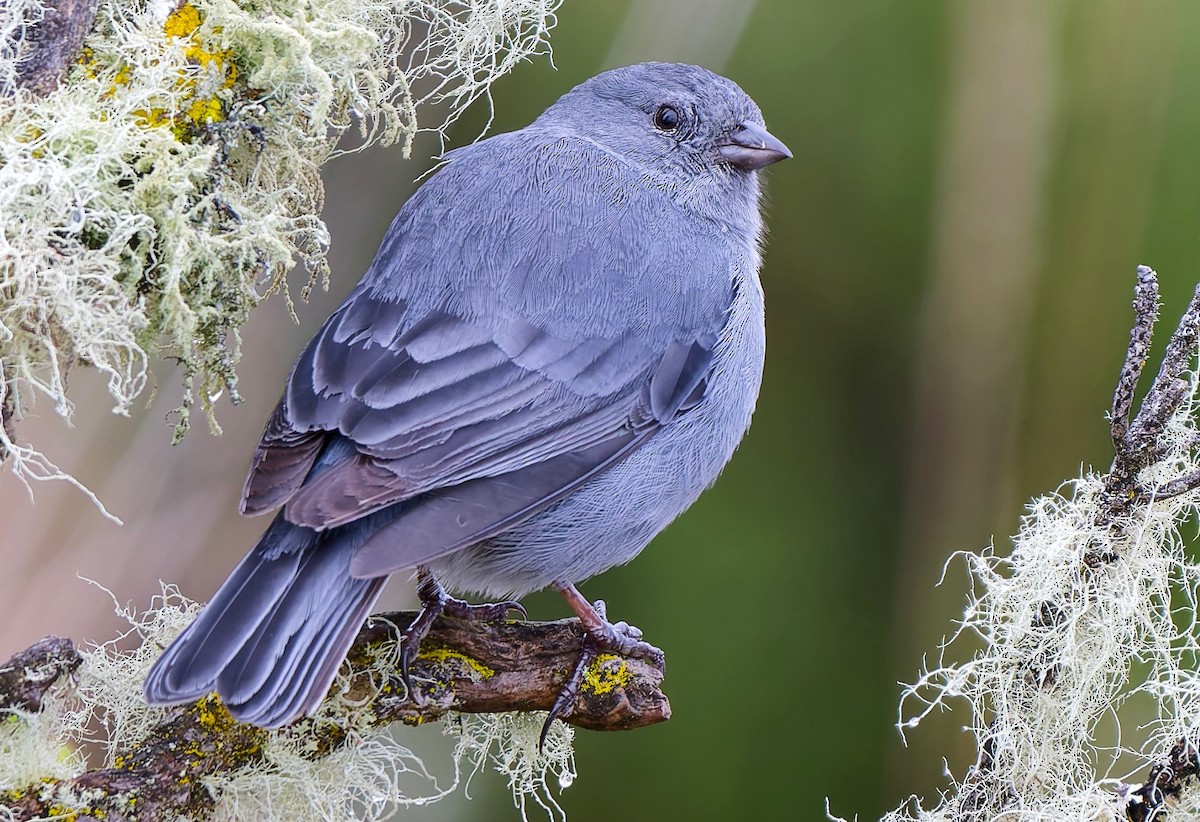 Plumbeous Sierra Finch - ML637084509