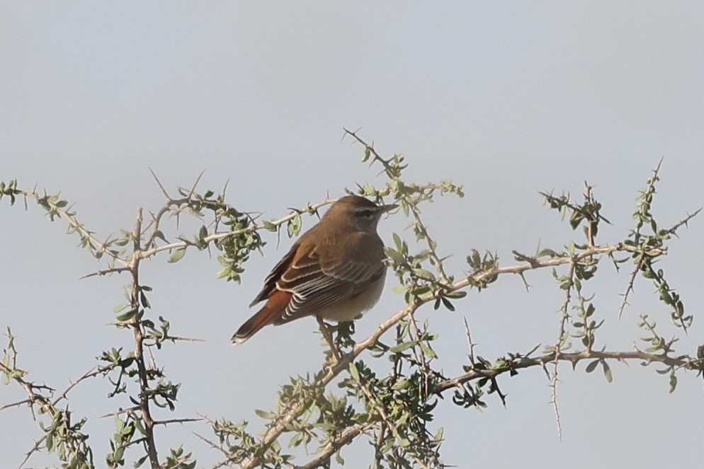 Rufous-tailed Scrub-Robin - ML637084514