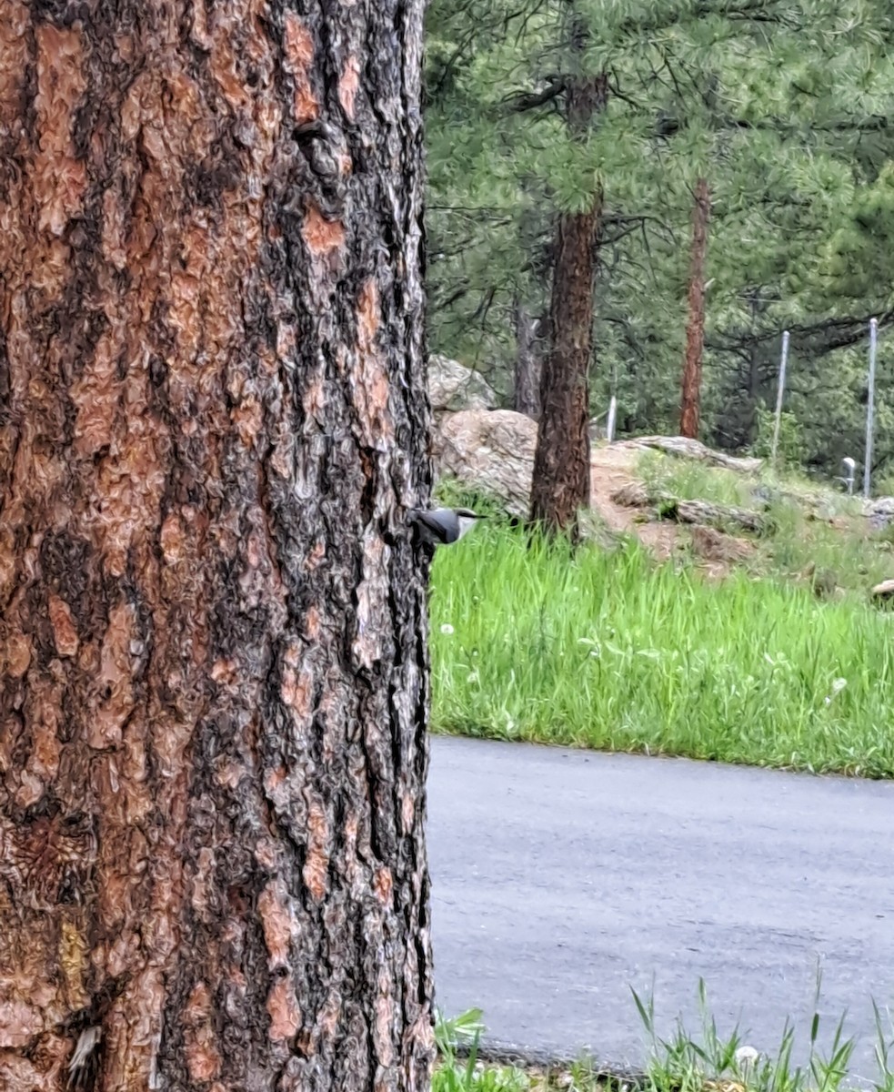 Pygmy Nuthatch - ML637084638