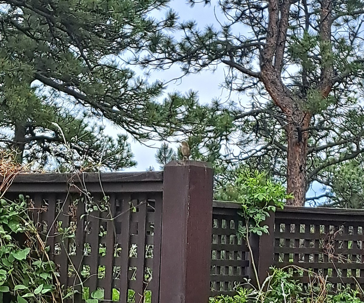 Northern House Wren - ML637084646